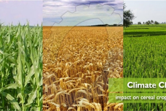 Climate Change Impact on Cereal Crops in Pakistan